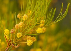Acacia rigens