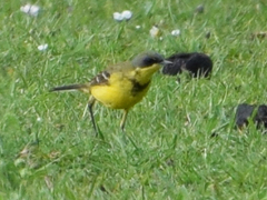 Motacilla flava thunbergi
