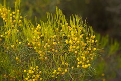 Acacia rigens