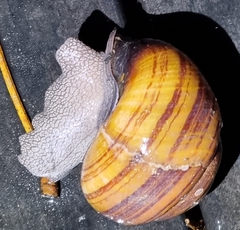 Sphaerospira fraseri