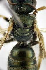 Seladonia