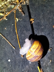 Sphaerospira fraseri