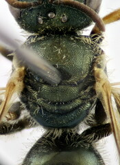 Seladonia