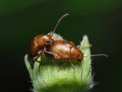 Eucolaspis