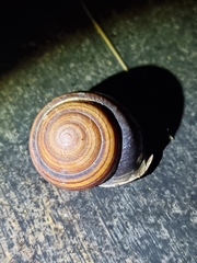 Sphaerospira fraseri