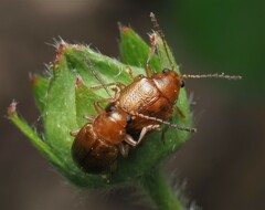 Eucolaspis