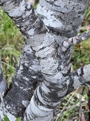 Persoonia cornifolia
