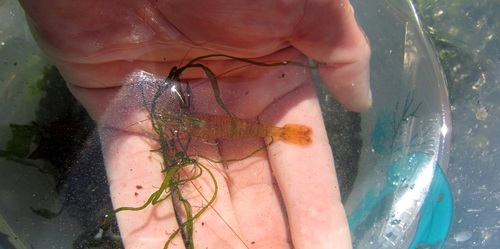 Palaemon serratus