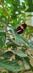 Heliconius besckei