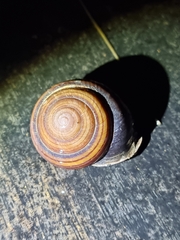 Sphaerospira fraseri