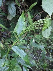 Ichnanthus pallens