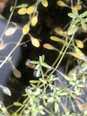 Crassula natans