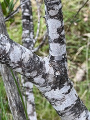 Persoonia cornifolia