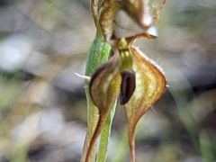 Pterostylis lepida