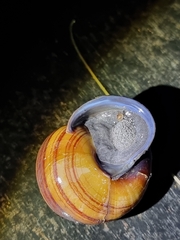 Sphaerospira fraseri