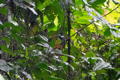 Platysteira castanea