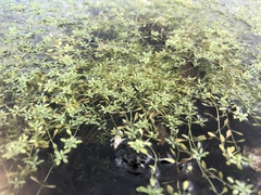 Crassula natans