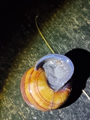 Sphaerospira fraseri