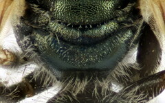 Seladonia