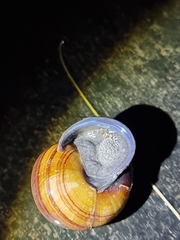 Sphaerospira fraseri