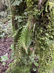 Notogrammitis heterophylla