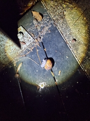 Sphaerospira fraseri