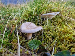 Lactarius glyciosmus