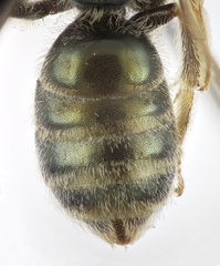 Seladonia