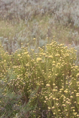 Leucadendron stellare