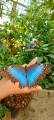 Morpho helenor