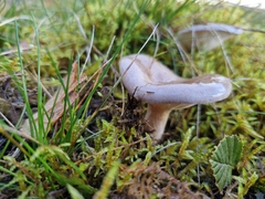 Lactarius glyciosmus
