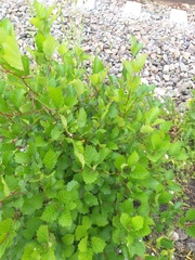 Crataegus flabellata