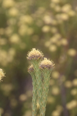 Leucadendron stellare