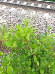 Crataegus flabellata