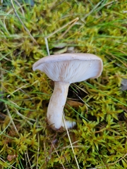 Lactarius glyciosmus