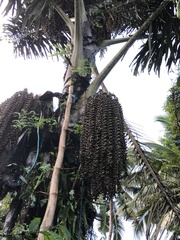Arenga pinnata