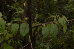 Seringia arborescens