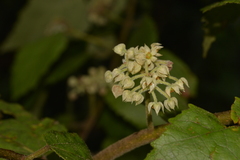 Seringia arborescens