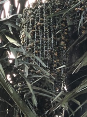 Arenga pinnata