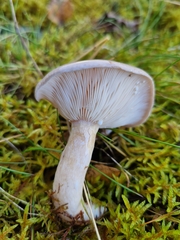 Lactarius glyciosmus