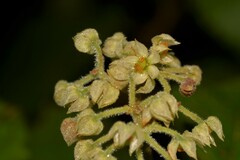Seringia arborescens