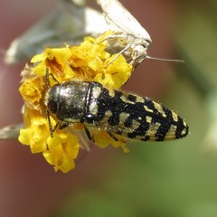 Acmaeodera solitaria