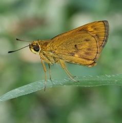 Oriens goloides