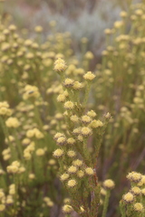 Leucadendron stellare
