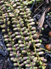 Arenga pinnata