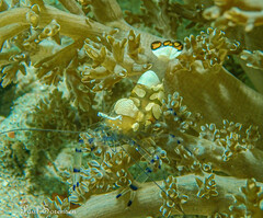 Ancylocaris brevicarpalis