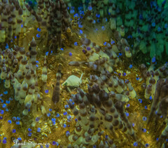 Echineulima asthenosomae