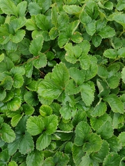 Fragaria viridis