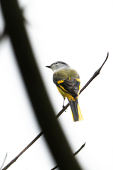 Pericrocotus solaris