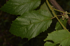 Seringia arborescens